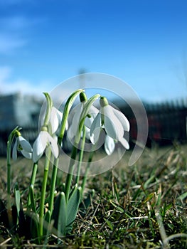 Snowdrops