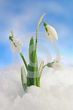 Snowdrops