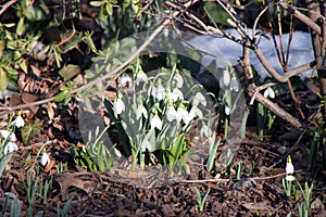 Campanillas de invierno 