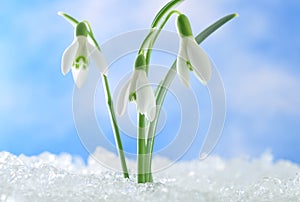 Snowdrops