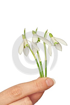 Snowdrops