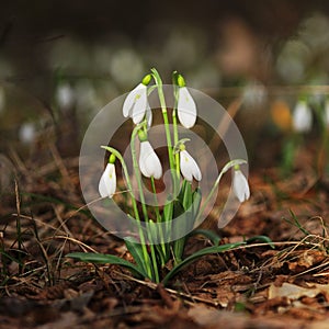 Snowdrops