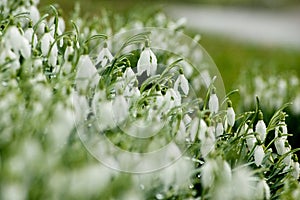 Snowdrops