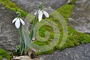 Snowdrops