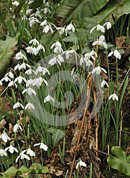 Snowdrops