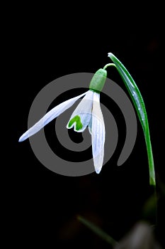 Snowdrops