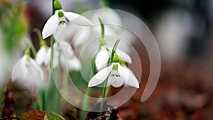 Snowdrops