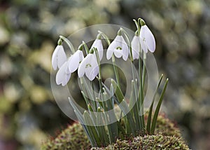 Campanillas de invierno 