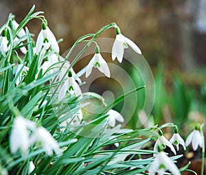 Snowdrops