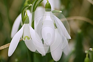 Snowdrops