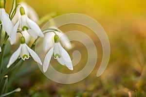 Snowdrops