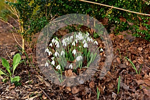 Snowdrops