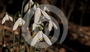 Snowdrops