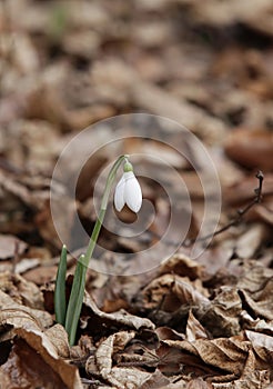 Snowdrops