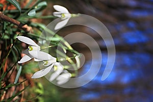 Snowdrops