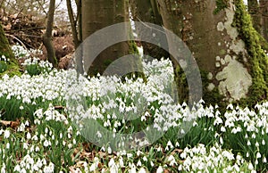 Snowdrops