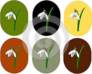 Snowdrops