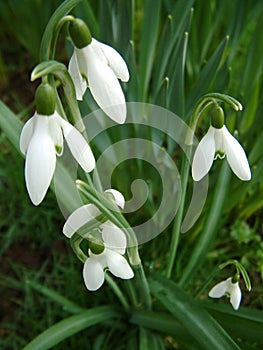 Snowdrops from above