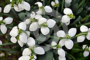 The snowdrops from above, Galanthus nivalis