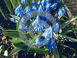 Snowdrops, and also called proliski, the first spring flowers, are listed in the Red book in Russia