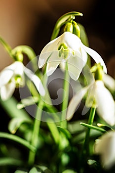 Snowdrops background for winter or spring season, Galanthus nivalis