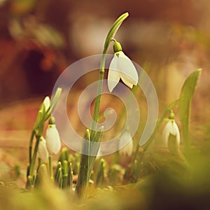 Snowdrops - Beautiful white spring flowers. The first flowering plants in spring. Natural colorful background. Galanthus nivalis