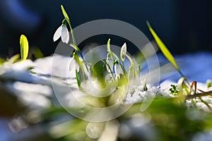 Snowdrops - Beautiful white spring flowers. The first flowering plants in spring. Natural colorful background. Galanthus nivalis