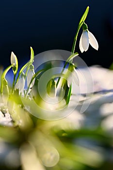 Snowdrops - Beautiful white spring flowers. The first flowering plants in spring. Natural colorful background. Galanthus nivalis