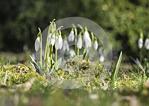 Snowdrops bloom in the meadow