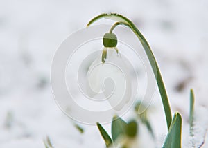 snowdrops in bloom under the snow 2