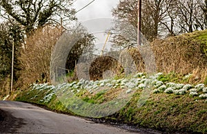 Snowdrops blooming on the Roadside