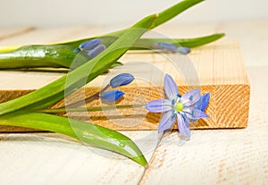 Snowdrops on the board closeup