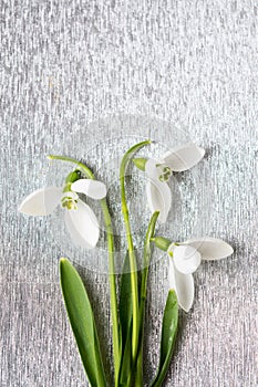 Snowdrops bouquet on shiny silver background