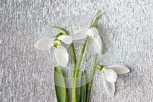 Snowdrops bouquet on shiny silver background