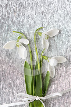 Snowdrops bouquet on shiny silver background