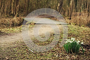 Snowdrops on the bridge pathway