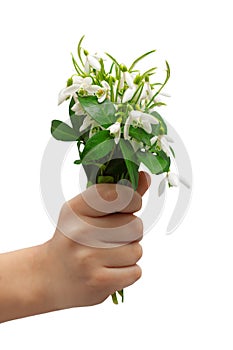 Snowdrops bunch holding hand greeting