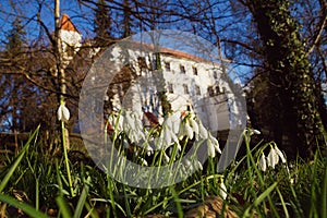 Snowdrops and castle in forest in Ormoz, Slovenia