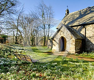 Snowdrops in a churchyard