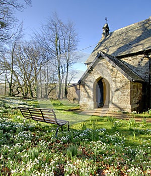 Snowdrops in a churchyard