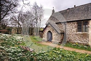 Snowdrops in a churchyard