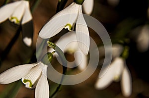 Snowdrops close up