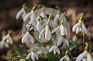 Snowdrops close-up shot