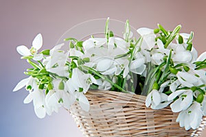 Snowdrops closeup