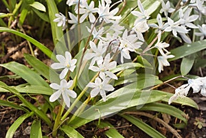 Snowdrops closeup