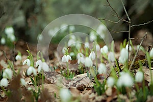 Snowdrops, Crimea