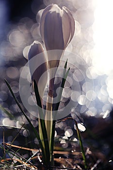 Snowdrops crocus