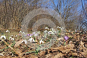 Snowdrops and crocus
