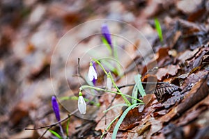 Crocus  inside of the forest