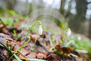 Crocus  inside of the forest